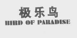 极乐鸟   BIRD OF PARADISE