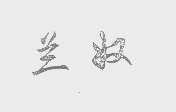 兰奴