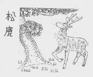 松鹿