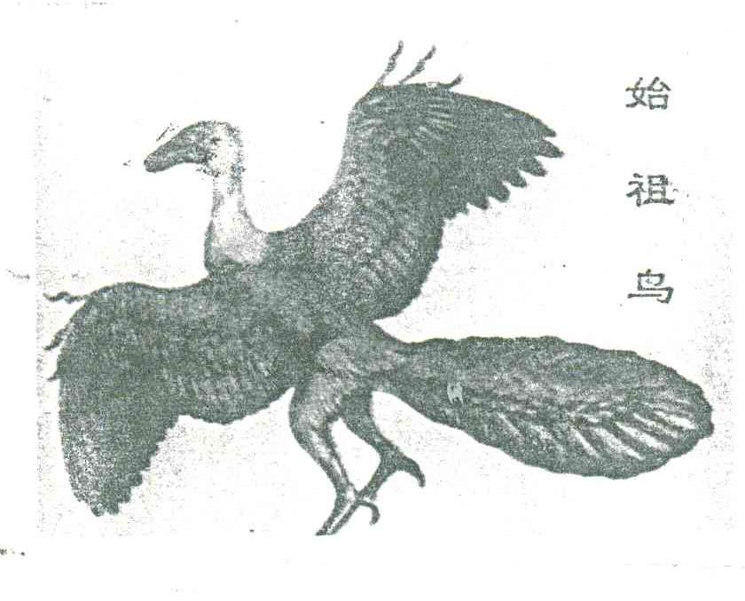 始祖鸟