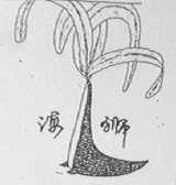 海狮