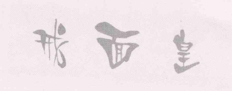 戒面皇