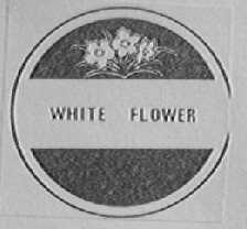 WHITE FLOWER