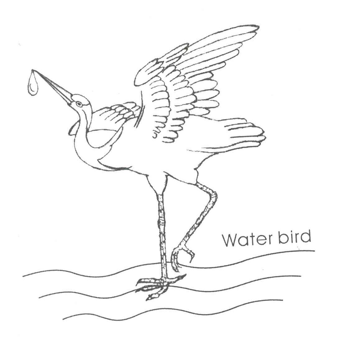 WATER BIRD