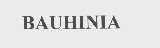 BAUHINIA