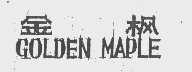 金枫   GOLDEN MAPLE