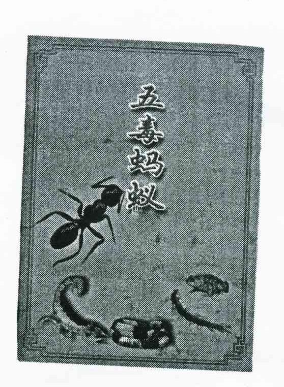 五毒蚂蚁