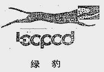 绿豹;LEOPOD