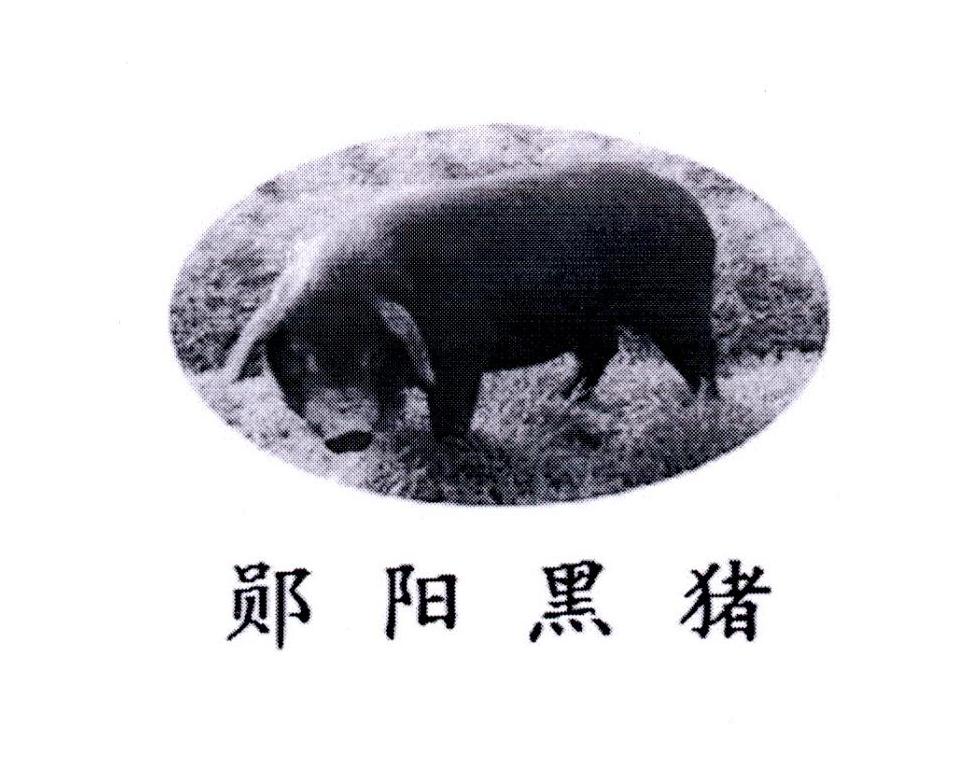 郧阳黑猪