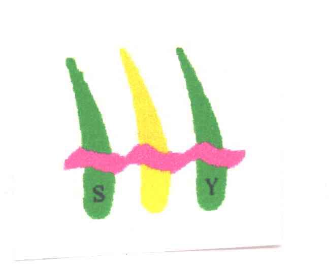 SY