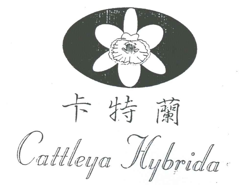 卡特兰;CATTLEYA HYBRIDA