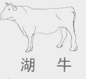 湖牛