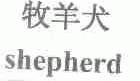 牧羊犬;SHEPHERD