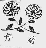 孖菊