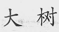 大树
