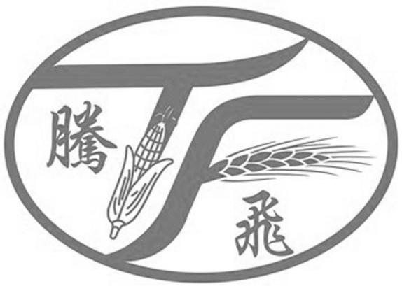 腾飞 TF