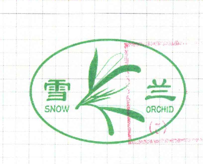 雪兰;SNOW ORCHID