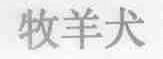 牧羊犬