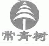 常青树