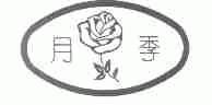 月季
