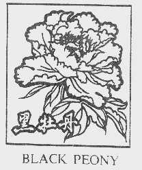 黑牡丹 BLACK PEONY
