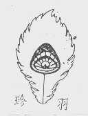 珍羽