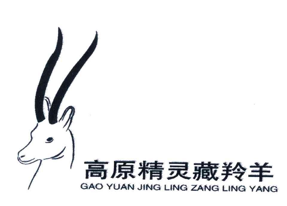 高原精灵藏羚羊