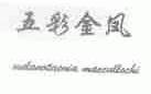 五彩金凤;MELANOTAEUIA MACCULLOCHI