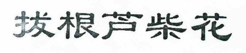 拔根芦柴花