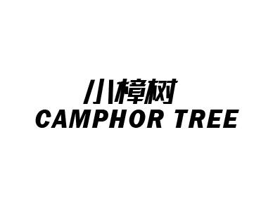 小樟树 CAMPHOR TREE