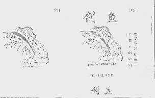 剑鱼
