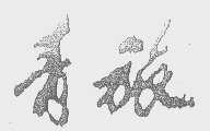 青旅