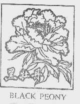 黑牡丹 BLACK PEONY