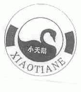 小天鹅