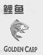 鲤鱼   GOLDEN CARP