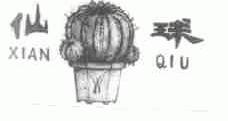 仙球