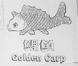GOLDEN CARP    鲤鱼