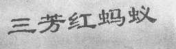 三芳红蚂蚁