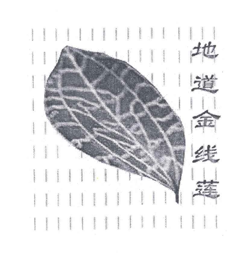 地道金线莲