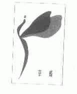 京蝶