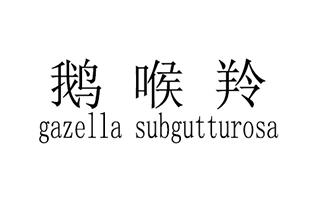 鹅喉羚  GAZELLA SUBGUTTUROSA