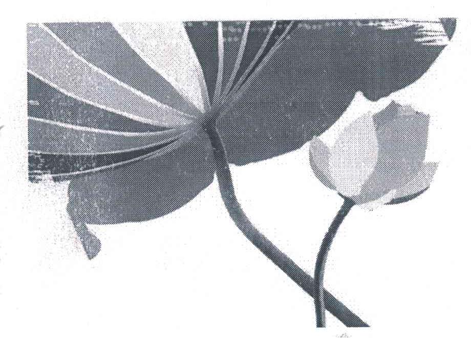 图形