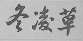 冬凌草