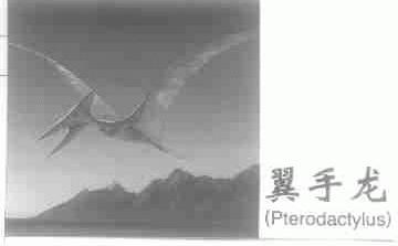翼手龙;PTERODACTYLUS