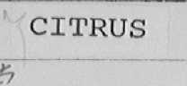 CITRUS