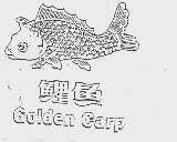鲤鱼  GOLDEN CARP