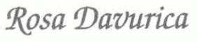 ROSA DAVURICA