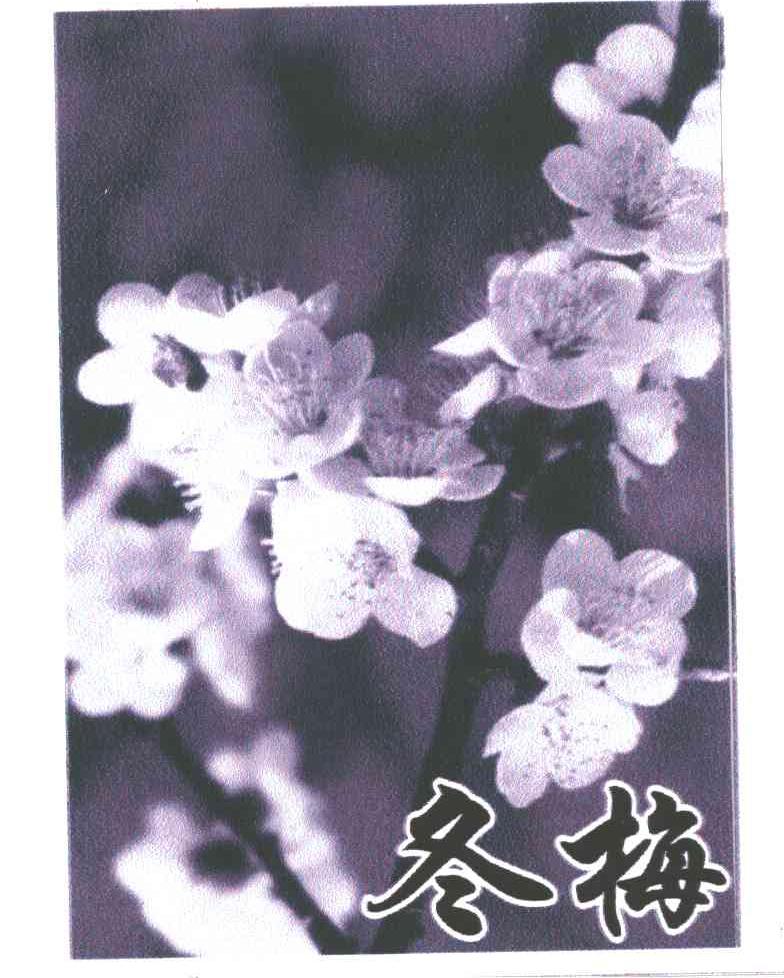 冬梅