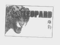 雄豹   LEOPARD