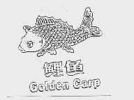 鲤鱼 GOLDEN CARP